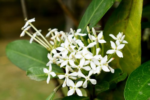 nature  leaf  flora