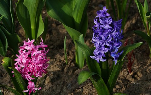 nature  landscape  flowers