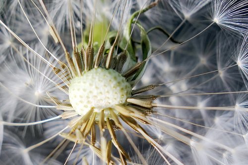 nature  dandelion  flower