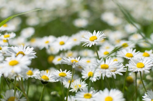 nature  plant  flower