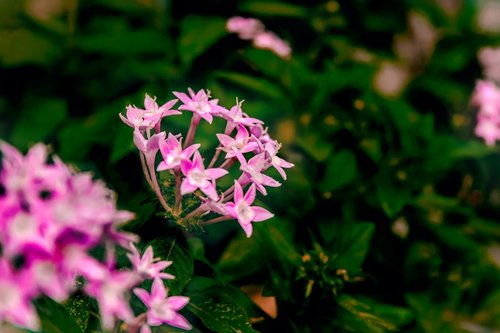 nature  flower  plant