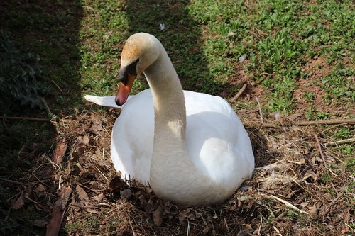 nature  bird