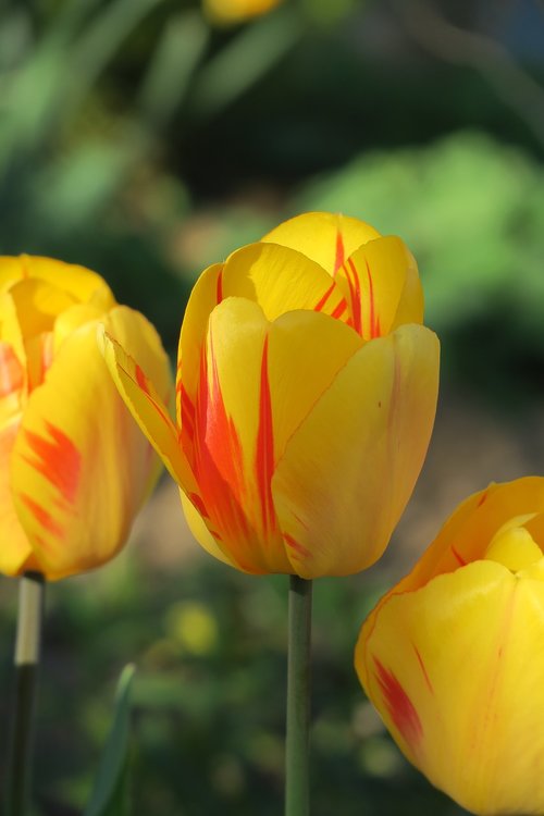 nature  flower  tulip