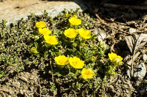 nature  plant  flower