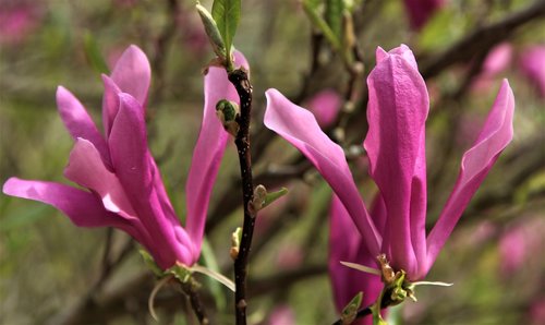 nature  flower  flora