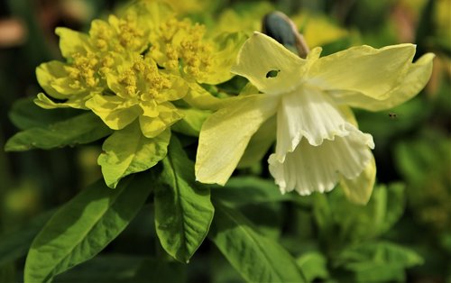 nature  leaf  flora