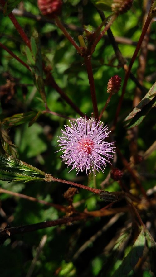 nature  flora  flower