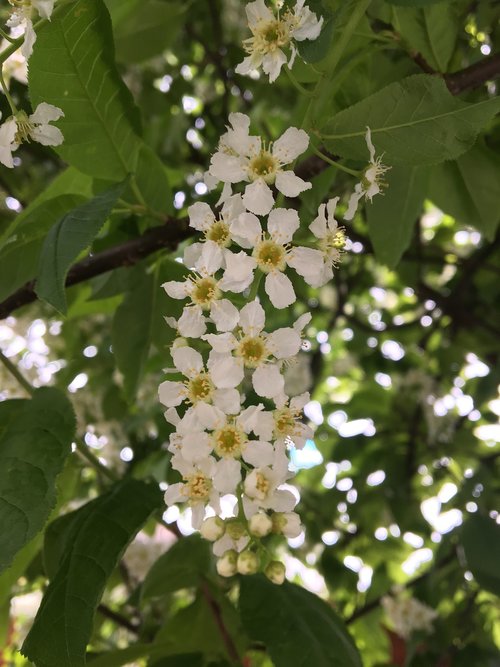 nature  flower  flora