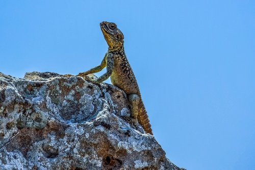nature  reptile  lizard