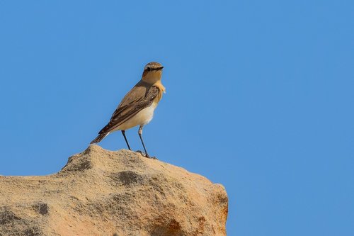 nature  wildlife  bird