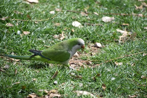 nature  bird  outdoor