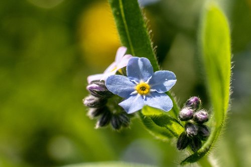 nature  plant  flower