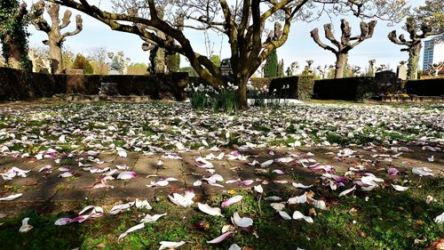 nature  tree  season