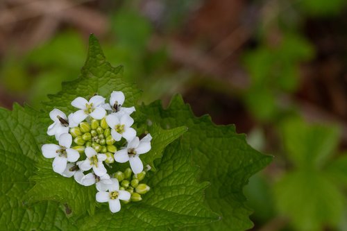 nature  leaf  flora