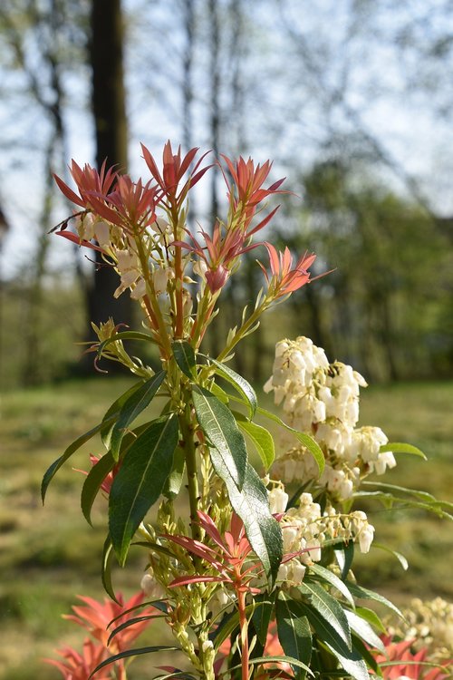 nature  flower  plant