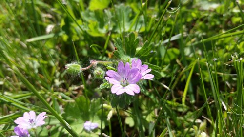 nature  flower  flora