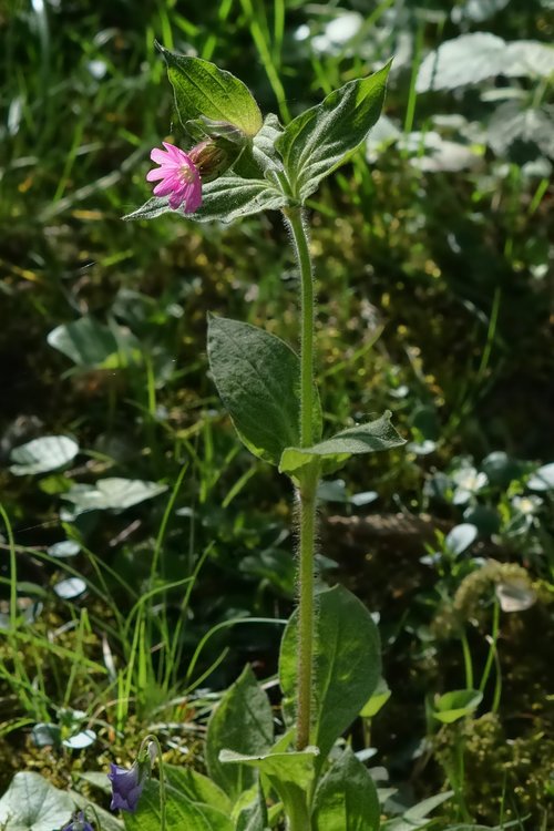 nature  flower  flowers