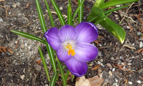 nature  plant  flower