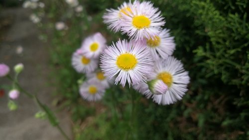 nature  flora  flower