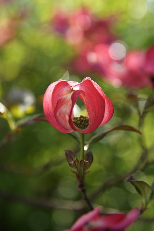 nature  flower  plant