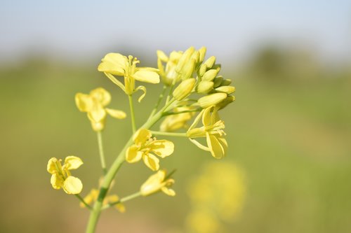 nature  flower  flora