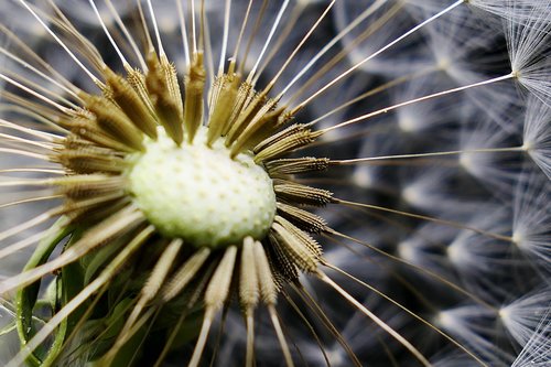 nature  flower  summer