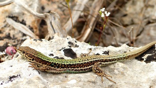 nature  lizard  reptile