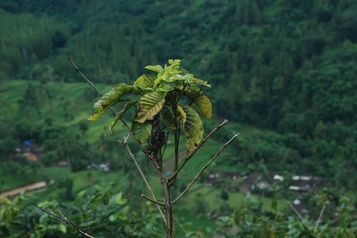 nature  flora  leaf
