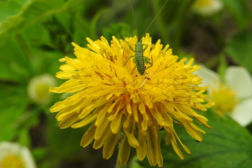 nature  plant  flower