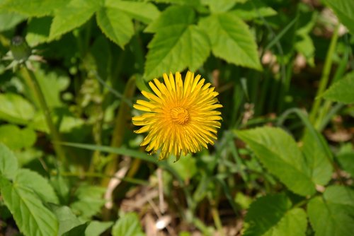 nature  plant  leaf