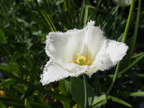 nature  plant  flower