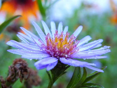 nature  plant  flower