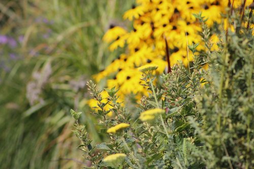 nature  plant  flower