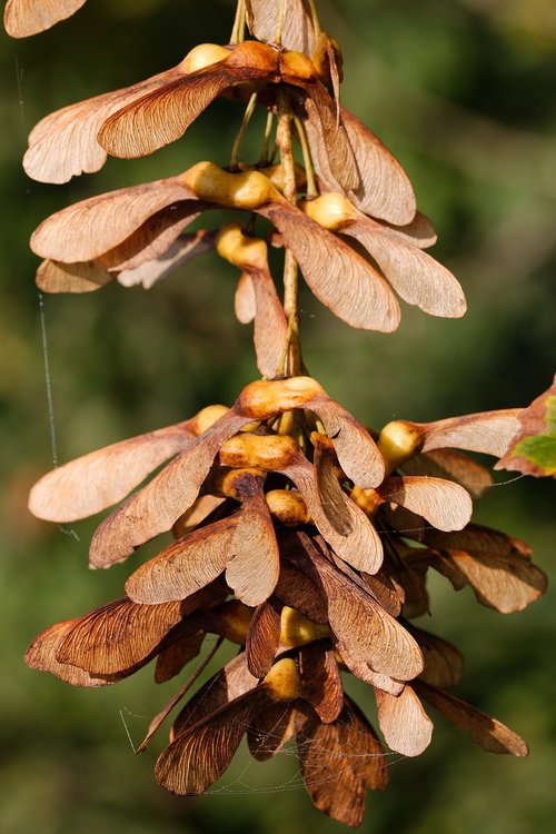 nature  leaf  plant