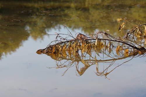 nature  waters  puddle