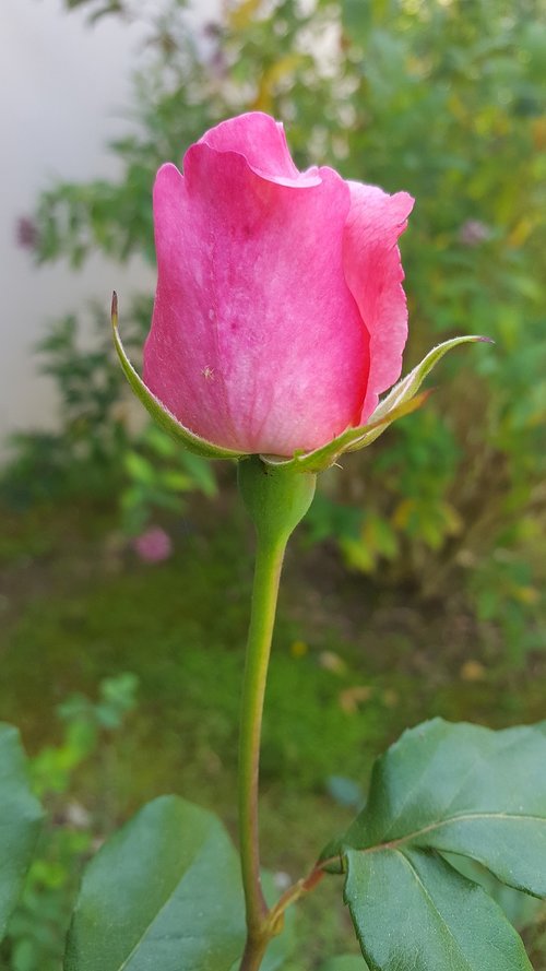 nature  flower  plant