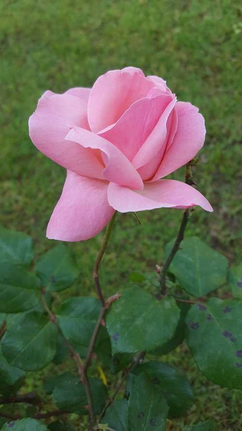 nature  plant  flower