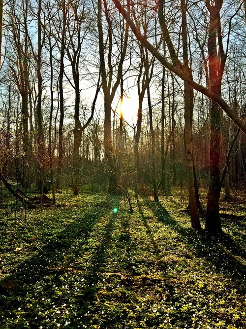 nature  wood  tree