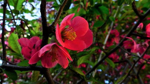 nature  flower  plant