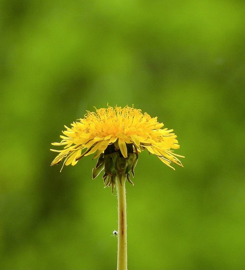 nature  plant