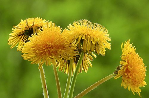 nature  plant