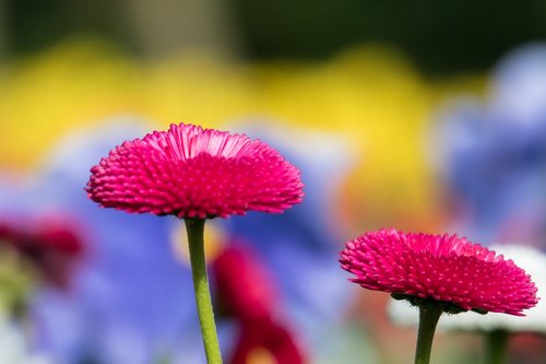 nature  plant  flower