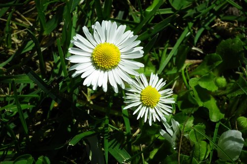 nature  plant  flower