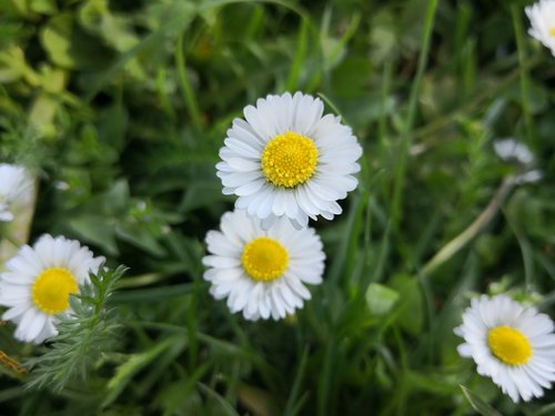 nature  plant  flower