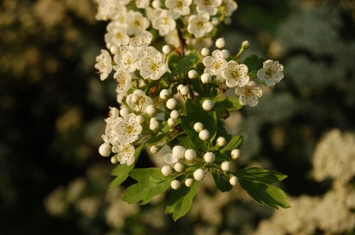 nature  flower  floral branch