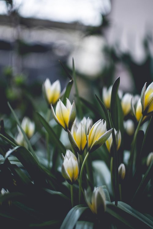 nature  plant  flower