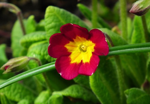 nature  flower  primula