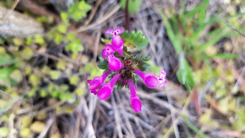 nature  plant  flower