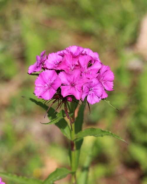 nature  garden  flora