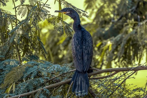 nature  birds  wildlife